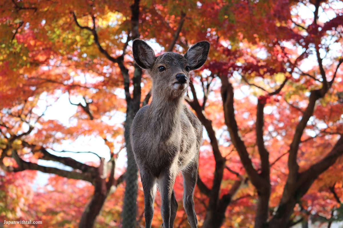 אייל-בזמן-השלכת-בפארק-נארה
